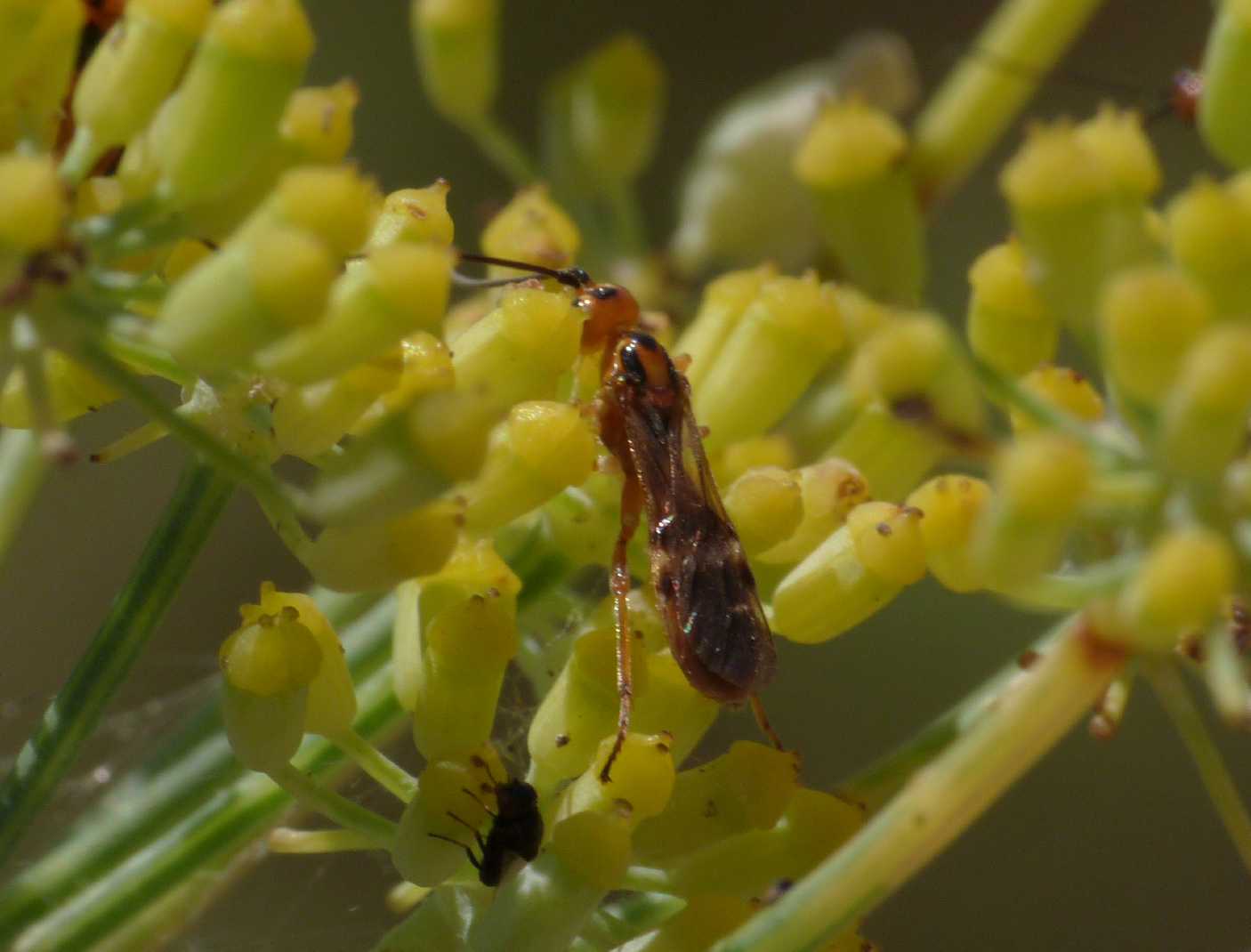 Piccoli Braconidae